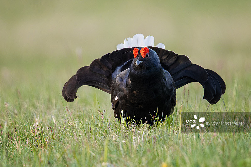 栖息在草地上的黑松鸡特写，黑森州，德国图片素材