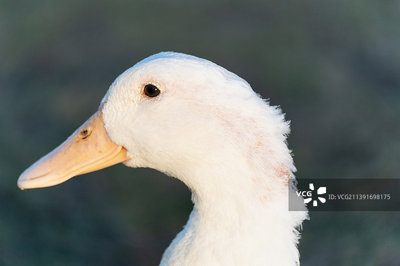 湖边草地上的白鸭图片素材