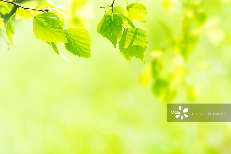 柔软绿草上的绿叶图片素材