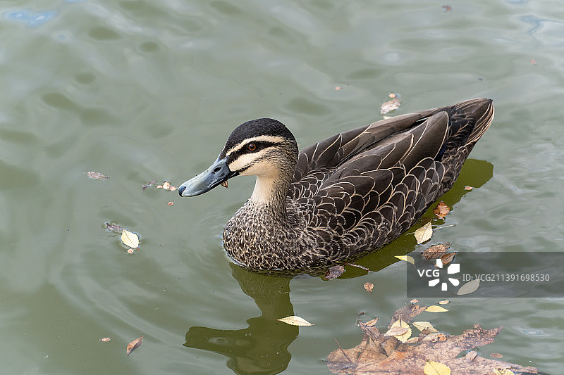 在湖中游泳的太平洋黑鸭图片素材