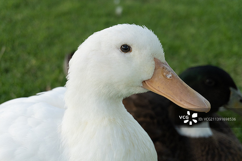 湖边草地上行走的白色鸭子图片素材