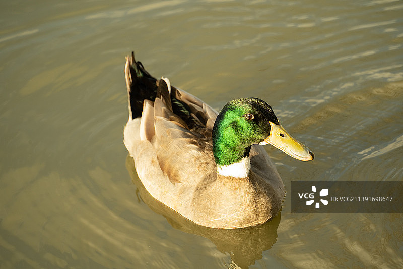 春日湖中游泳的绿头鸭图片素材