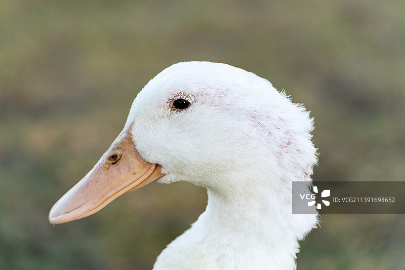 湖边草地上的白鸭图片素材