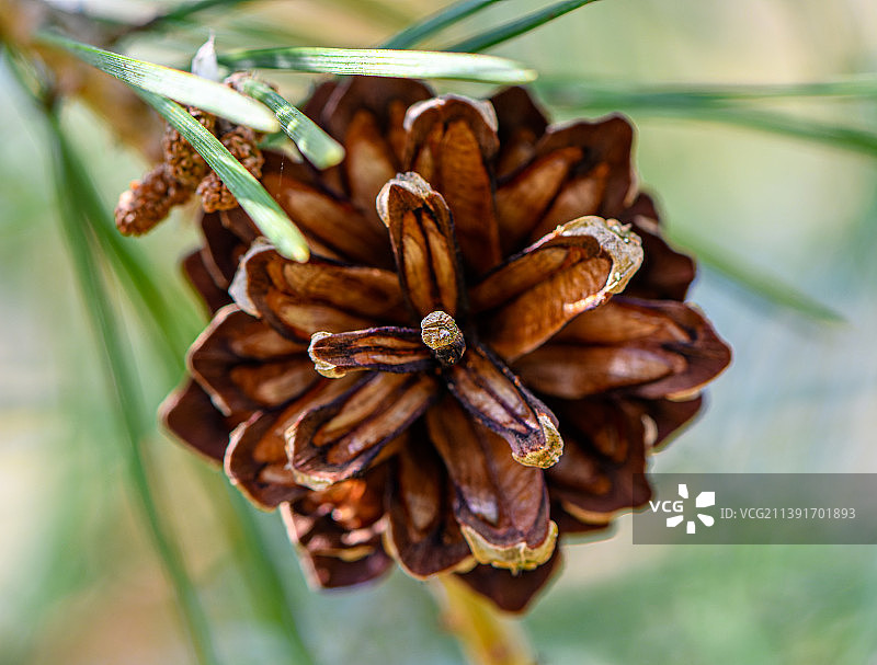 植物上的松果特写，乌克兰利沃夫图片素材