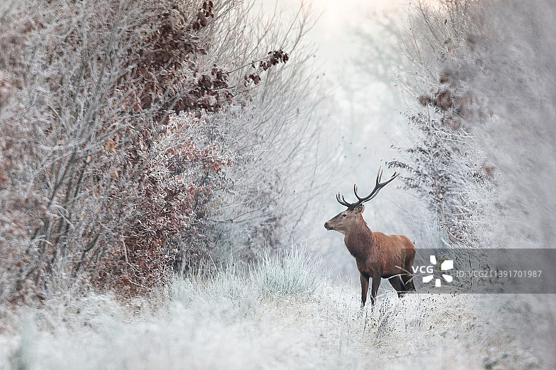 法国朗布依埃白雪覆盖的田野上红鹿的侧视图图片素材