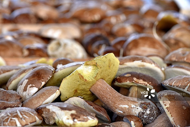 网纹牛肝菌图片素材