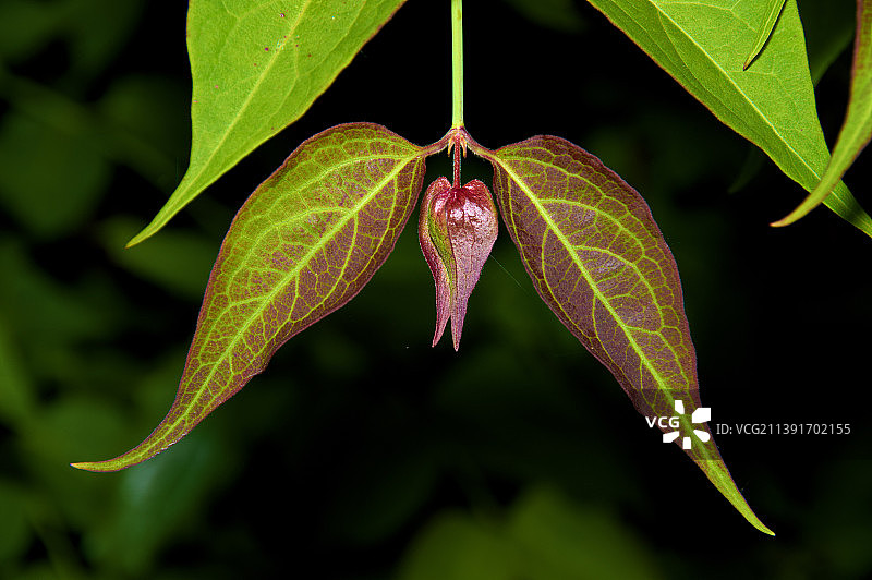 植物绿叶的特写图片素材