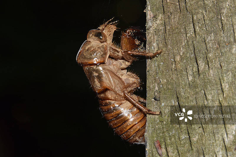 木头上的昆虫特写，塞尔维亚图片素材