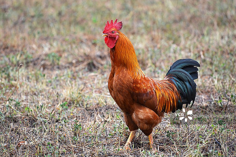 野鸡特写图片素材