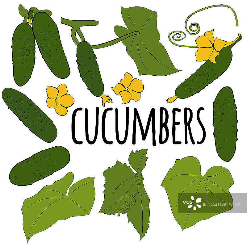 黄瓜组合有机蔬菜健康饮食图片素材