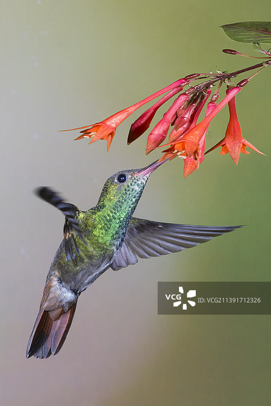 红尾蜂鸟在吸食花蜜图片素材