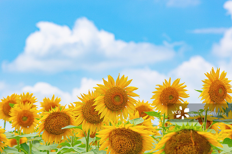向日葵田图片素材
