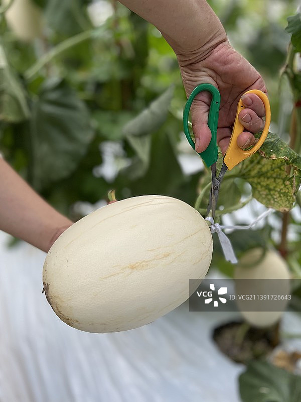 摘甜瓜图片素材