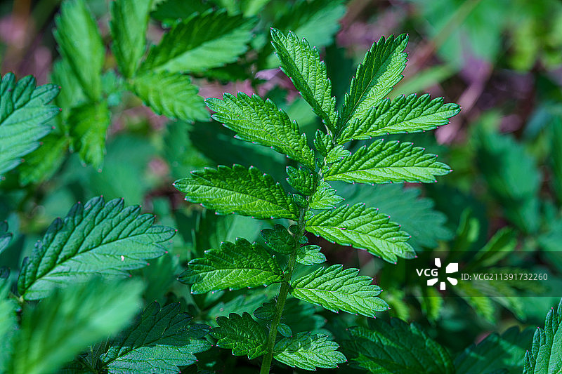 永康方山区域部分药植图片素材