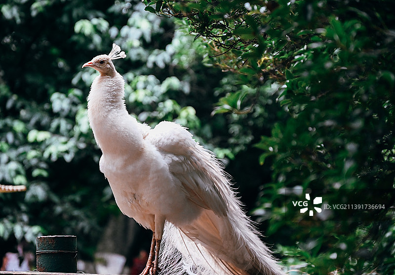 云南白孔雀图片素材