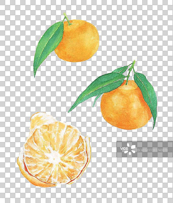 剥开的橘子水彩手绘插画图片素材