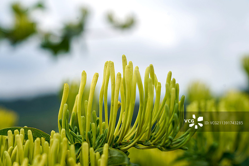 贵州省务川县石朝乡浪水村金银花种植基地风光。图片素材