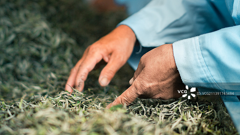 白毫银针挑拣图片素材