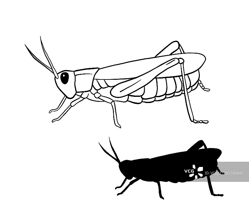 蚱蜢轮廓线条艺术图片素材