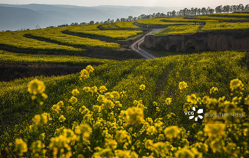 乡村油菜田图片素材