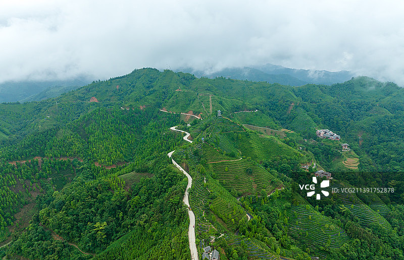 广西百色市凌云县金字塔高山茶园图片素材