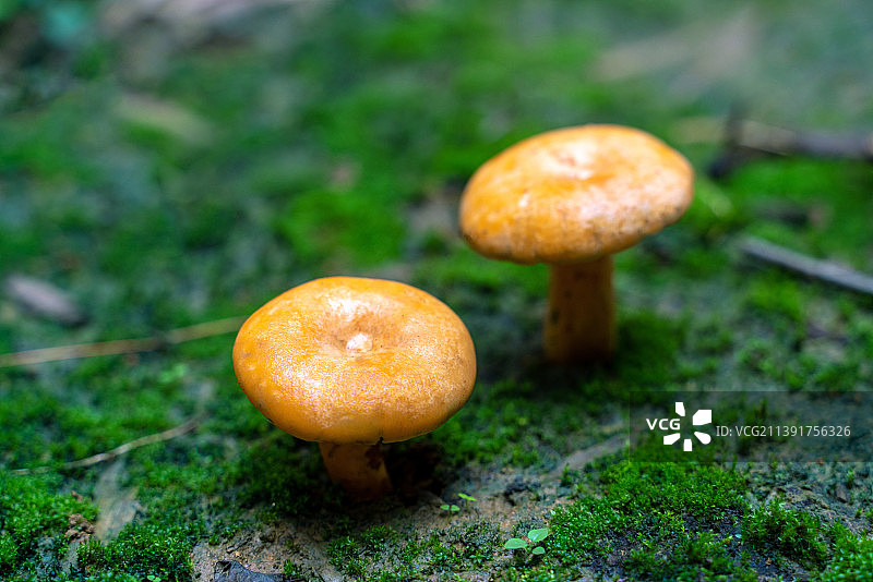 野外生长的松菌特写镜头图片素材