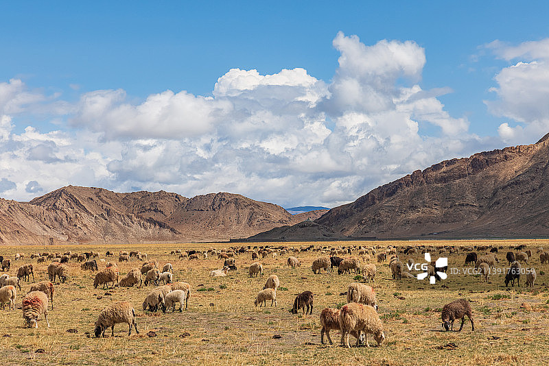 西藏浪卡子县的牧场图片素材