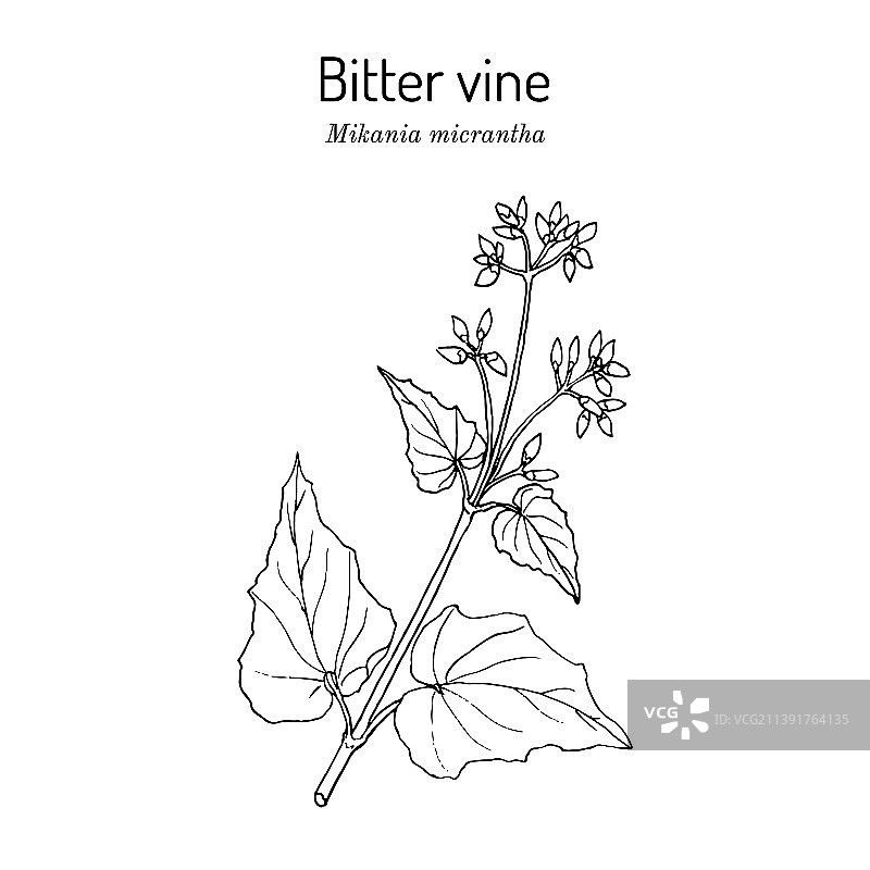 苦藤或美洲绳图片素材