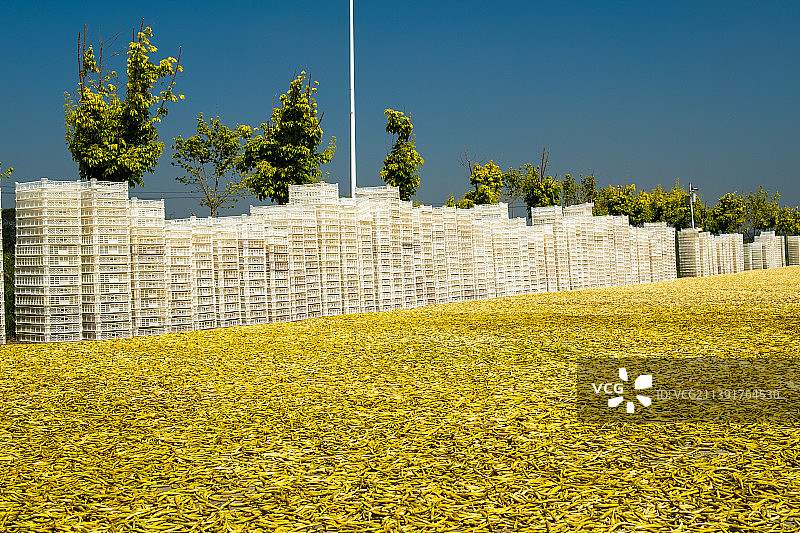 山西省大同市黄花加工基地，黄花产地，金针图片素材