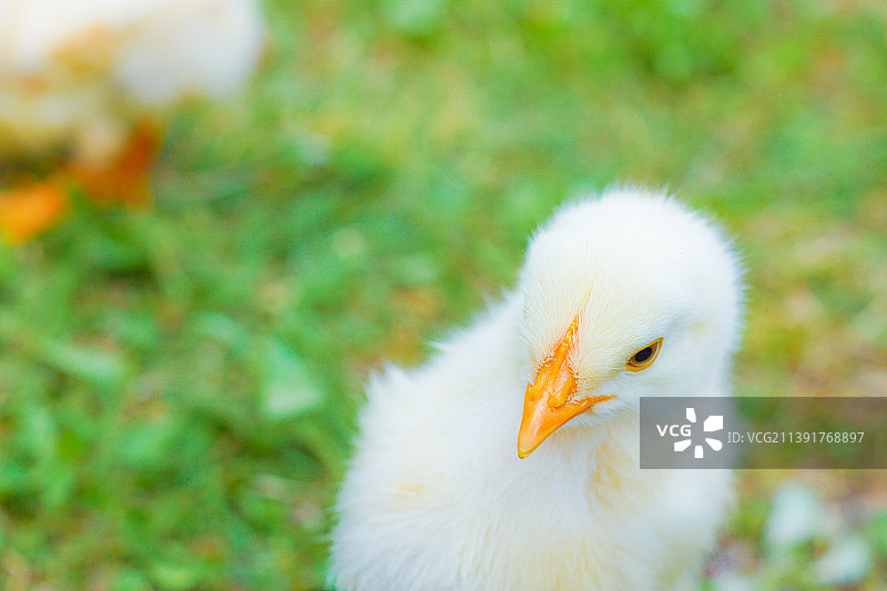 栖息在草地上的鸡特写图片素材