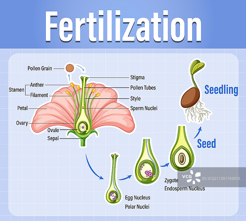植物授粉图图片素材