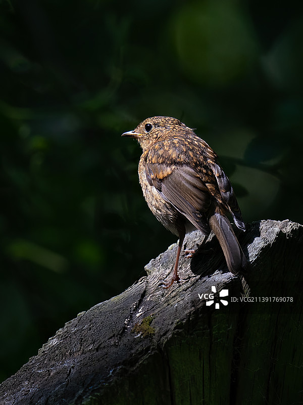 鸣禽知更鸟栖息于树枝特写图片素材