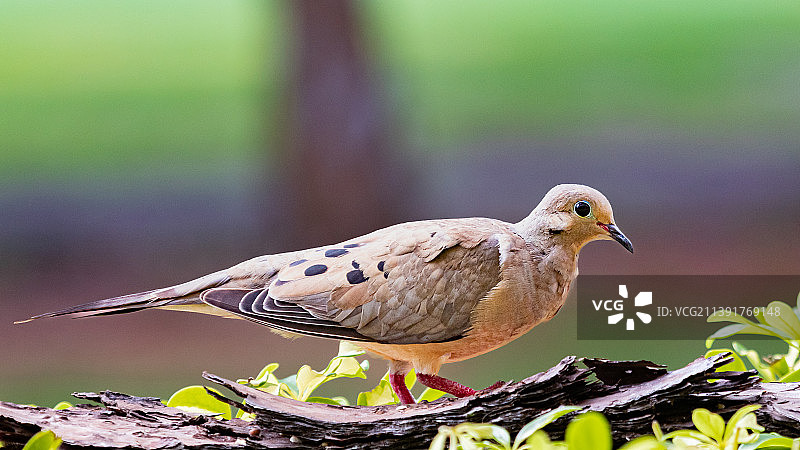近距离拍摄栖息在岩石上的鸽子，美国佛罗里达州棕榈港图片素材