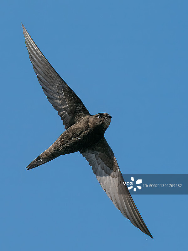 低角度拍摄：燕子在晴朗的蓝天下飞翔图片素材