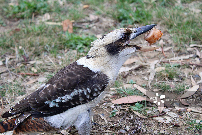 栖息在田野上的笑翠鸟特写，澳大利亚维多利亚州丹德农山图片素材