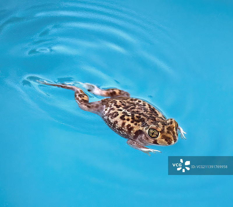 海中游泳的乌龟高角度视图图片素材