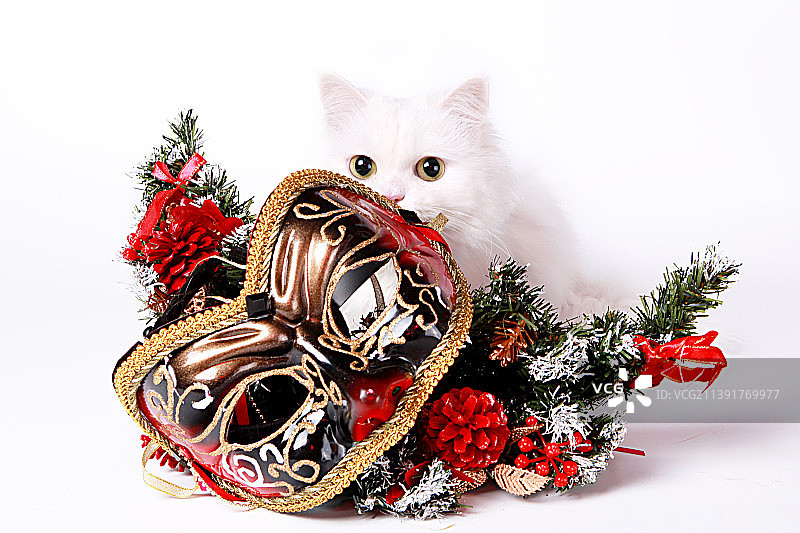 白色背景上戴着圣诞面具的波斯猫图片素材