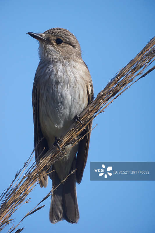 西班牙莫特里尔蓝天下电缆上的鸣禽仰视角度图片素材
