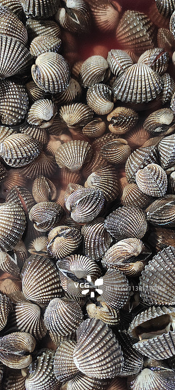 贝壳全景照片图片素材