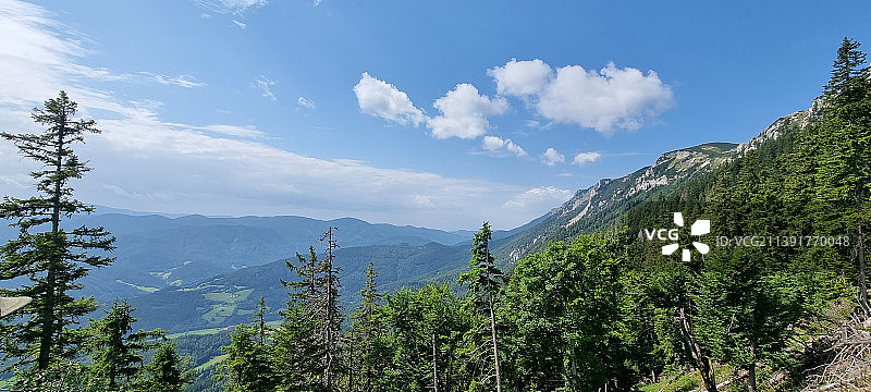 奥地利松树林景观图片素材