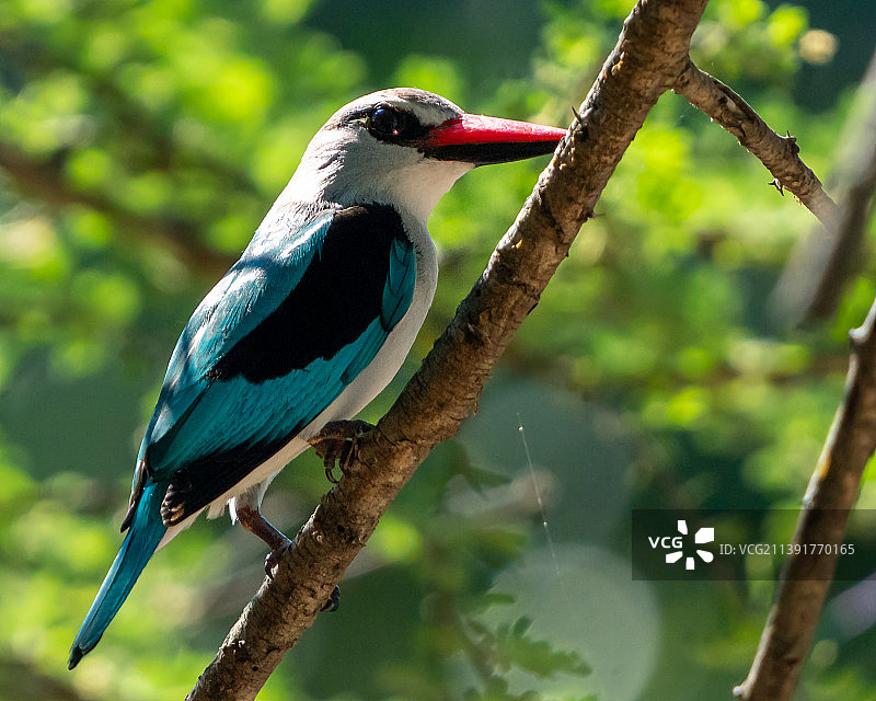 翠鸟栖息在树枝上，南非克鲁格国家公园图片素材