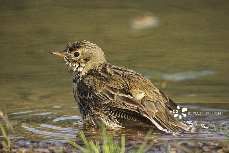鸣禽栖息于湖边特写，西班牙贝阿斯德格拉纳达图片素材