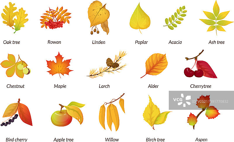 秋季植物套装：秋季干燥植物标本图片素材