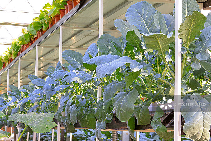 无土栽培的蔬菜图片素材