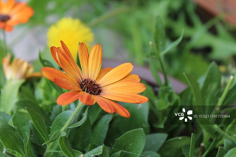 橙花特写图片素材