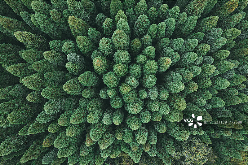 航拍茂密的松树林图片素材