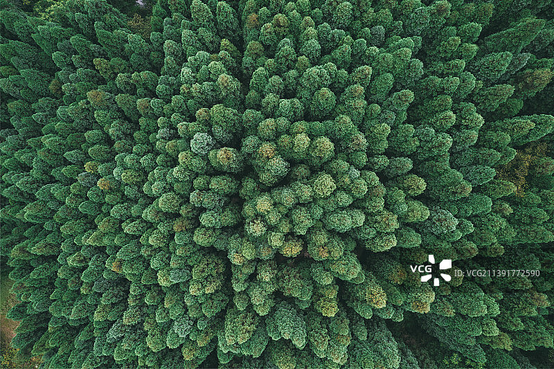 航拍茂密的松树林图片素材