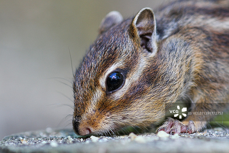 岩石上的花栗鼠特写图片素材