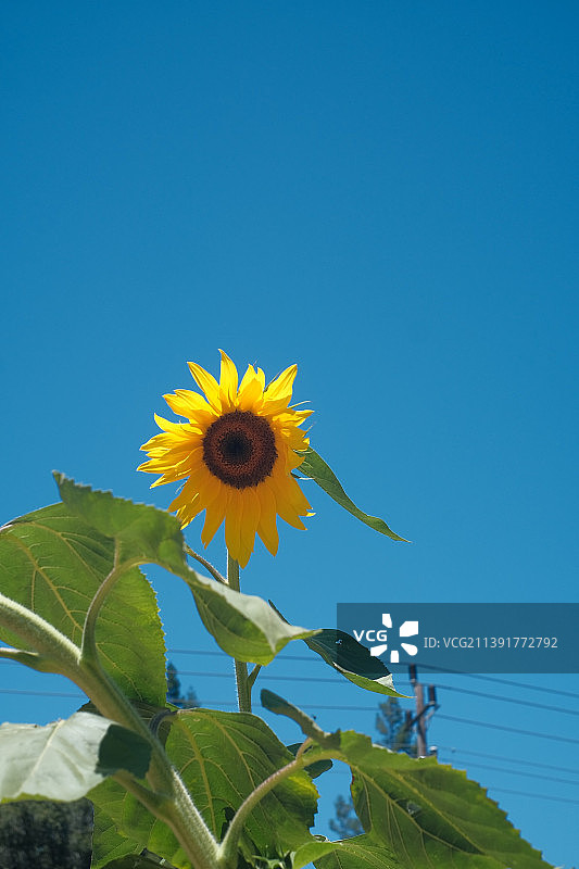 仰视角度拍摄的向日葵与蔚蓝天空图片素材
