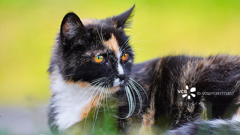 特写的猫图片素材